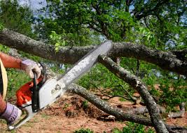 Best Tree Mulching  in Dry Ridge, KY