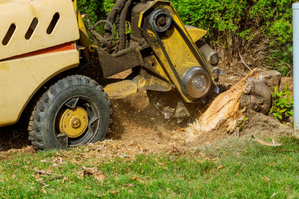 Best Grass Overseeding  in Dry Ridge, KY